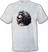 Caniche noir (Q)