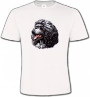 Caniche noir (Q)