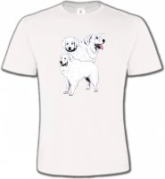 Kuvasz blanc (B)