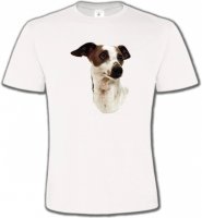 Lévrier Italien (B)