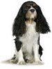 Cavalier King Charles