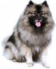 Keeshond