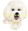 Bichon Frisé