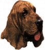 Bloodhound