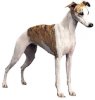 Lévrier Whippet